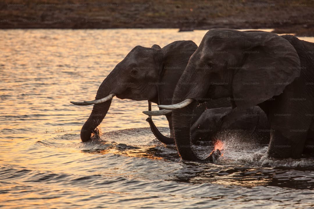 Chobe National Park